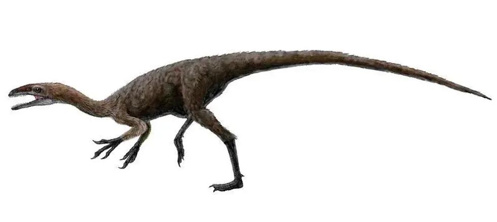 One of the interesting Aristosuchus facts is that they are small theropod dinosaurs.