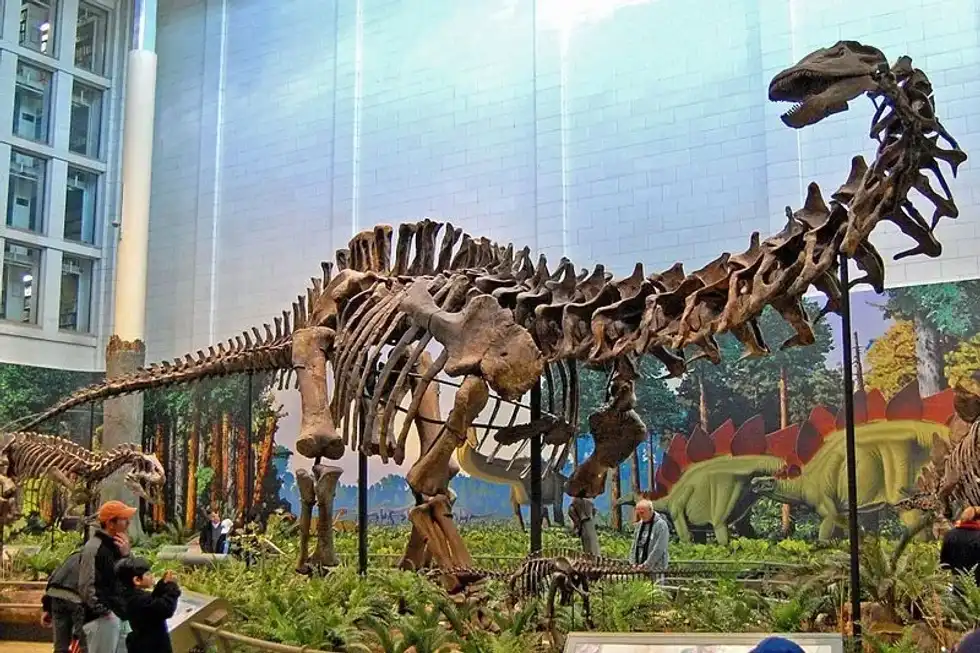 One of the interesting Atlantosaurus facts is that they are a dubious genus of Sauropods.
