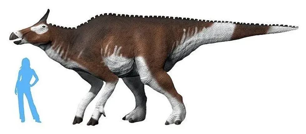 One of the interesting Augustynolophus facts is that it had a crest on the top of its skull.