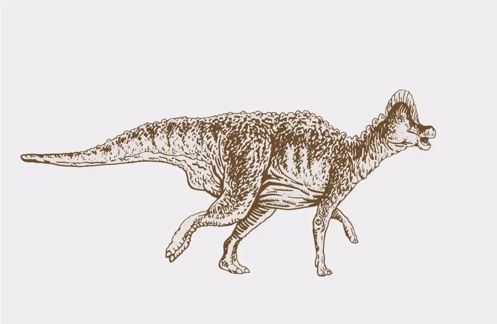 One of the interesting Auroraceratops facts is that it had a long and narrow snout.