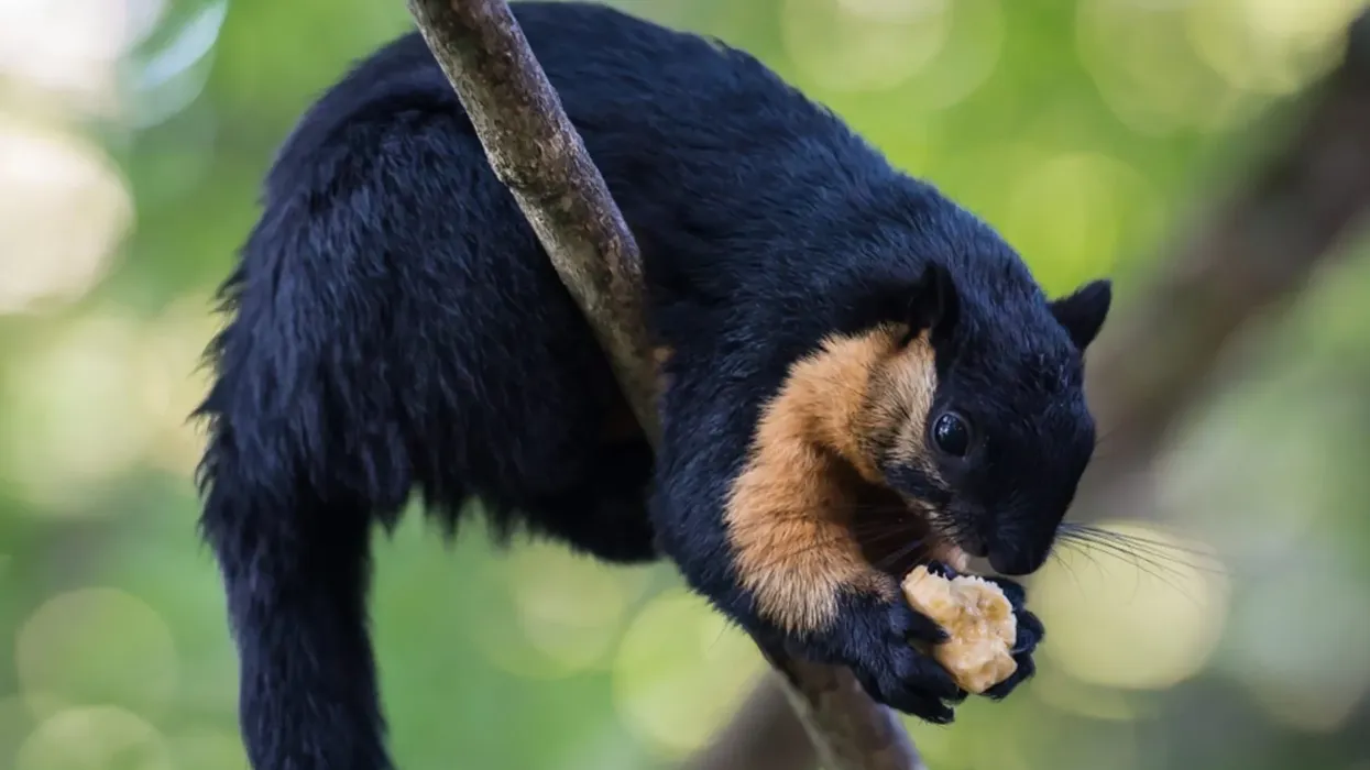 One of the interesting black giant squirrel facts is that they are bicolored with largely black and tan bodies.
