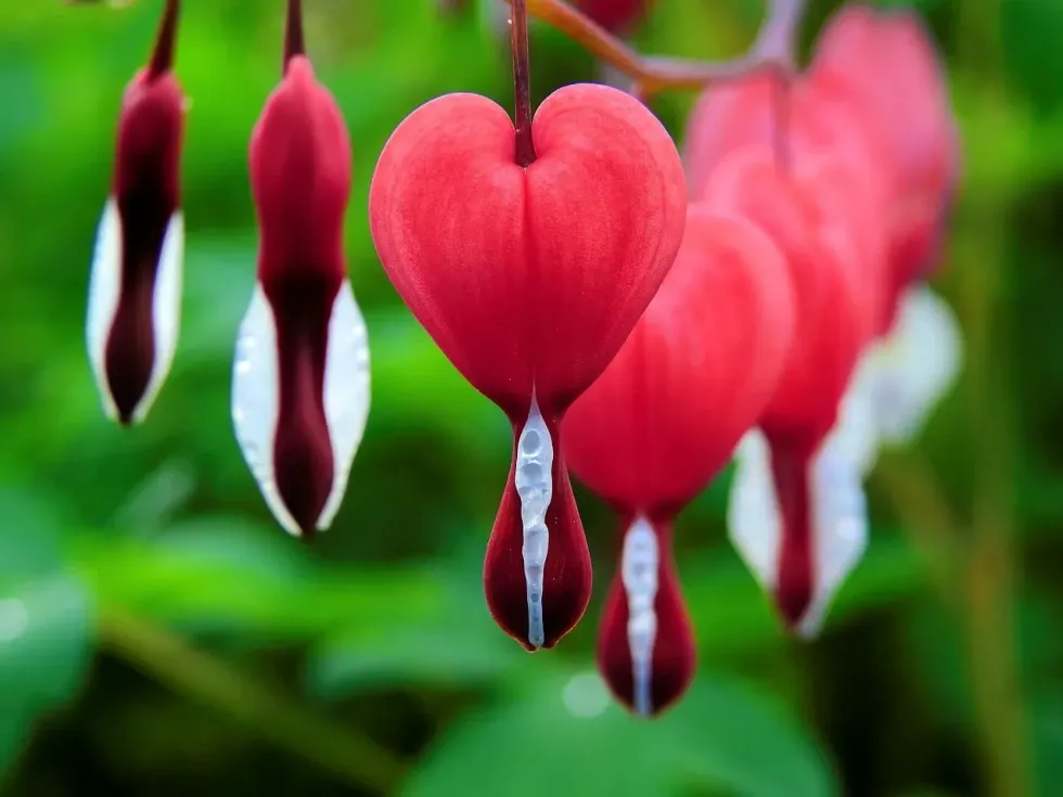 One of the interesting bleeding heart plant facts is that it is a deciduous plant!