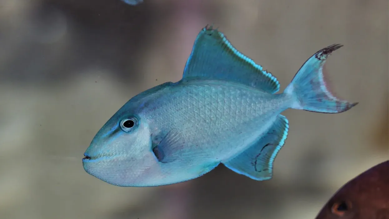 One of the interesting blue triggerfish facts is that it has a tail shaped like the lyre musical instrument.