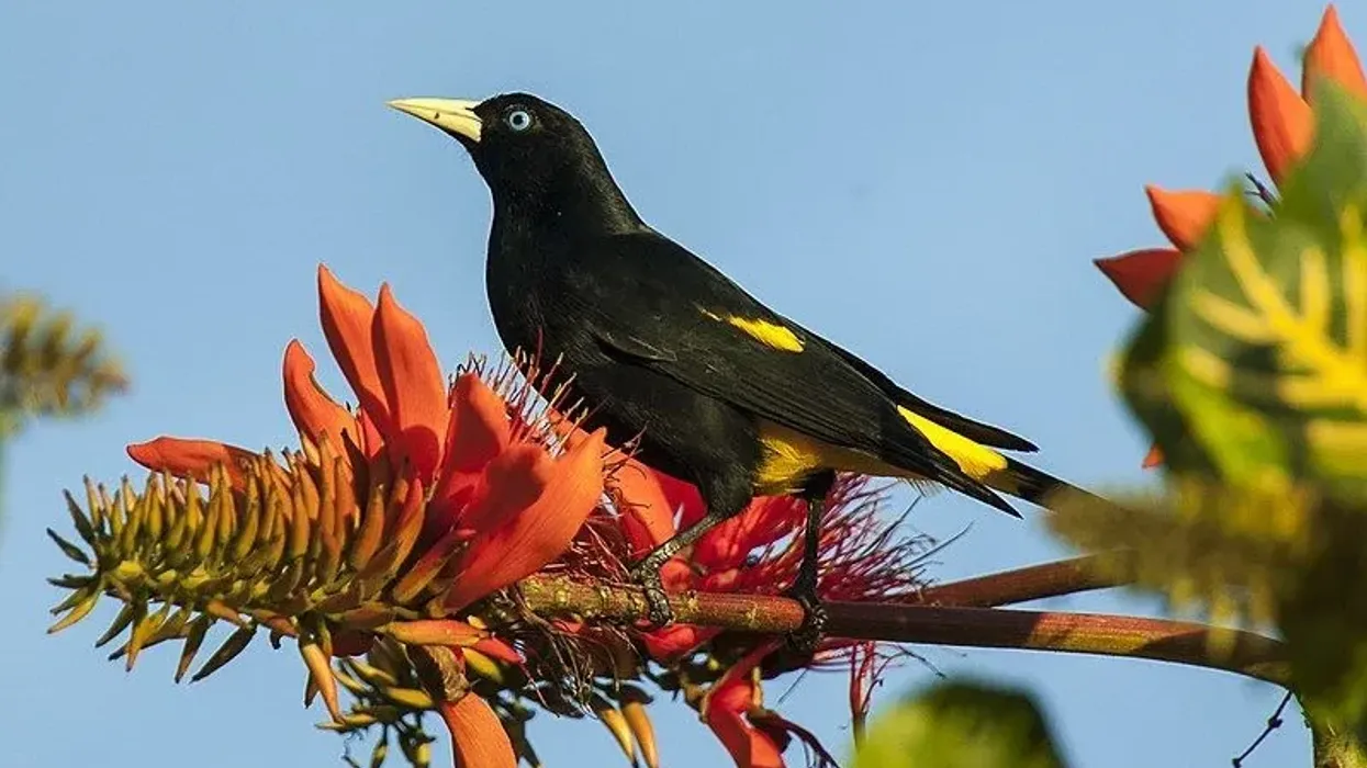 One of the interesting cacique facts is that their yellow feathers create a contrast with their black bodies.