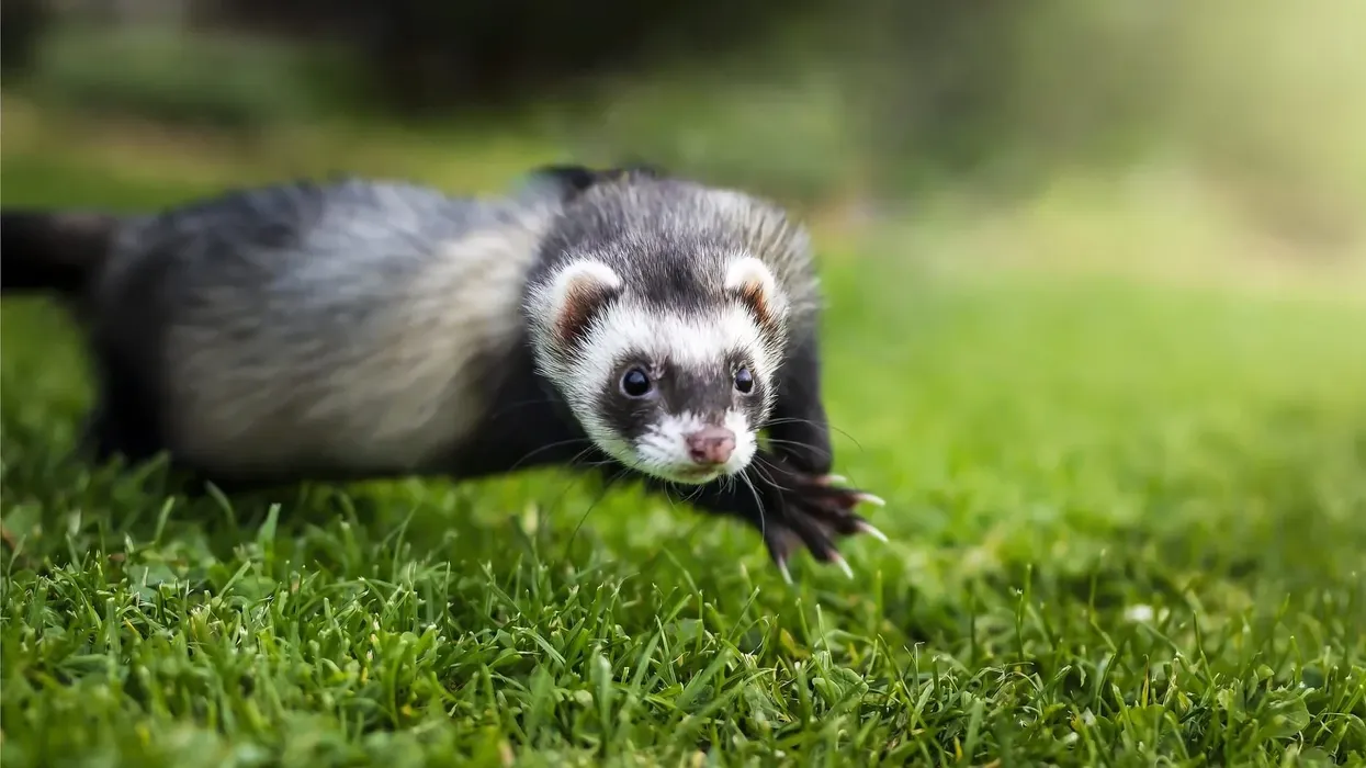 One of the interesting Chinese ferret-badger facts is that it has a pale spot on the crown of its head.