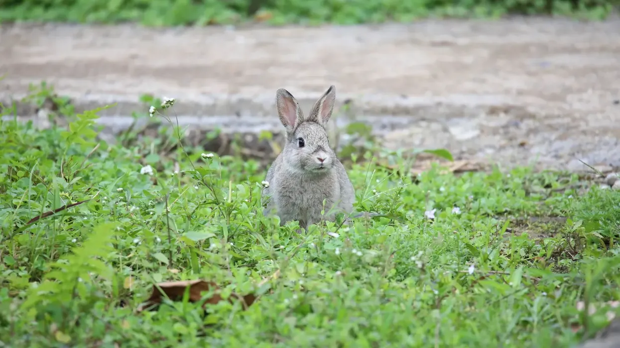One of the interesting Chinese hare facts is that its back and chest are chestnut-brown.