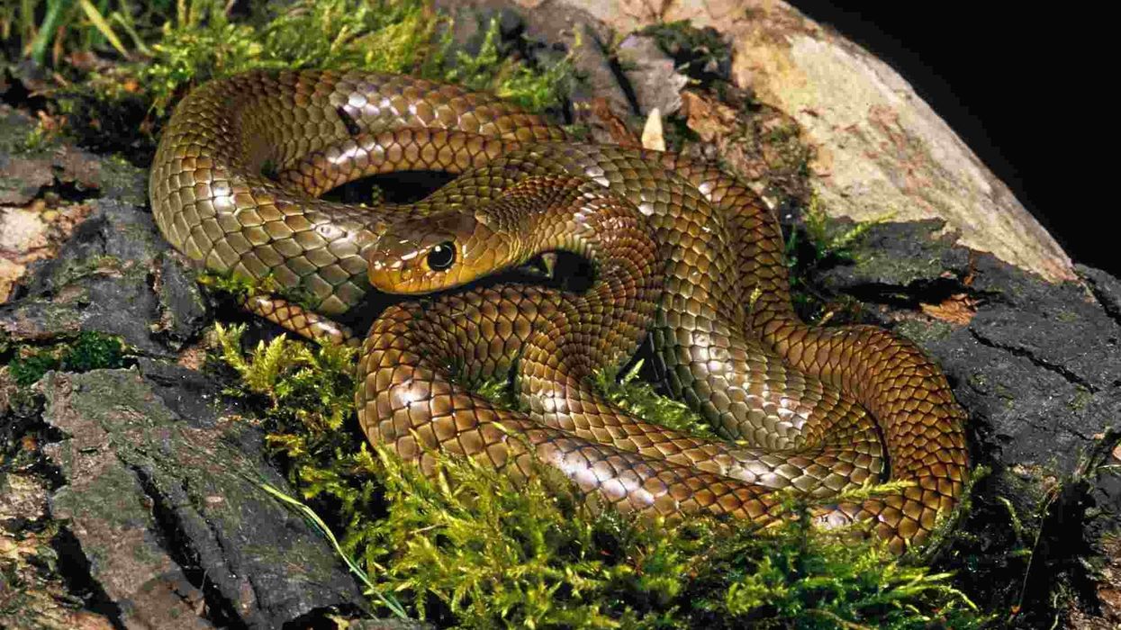 One of the interesting Chinese rat snake facts is that it has an overall brown coloration.
