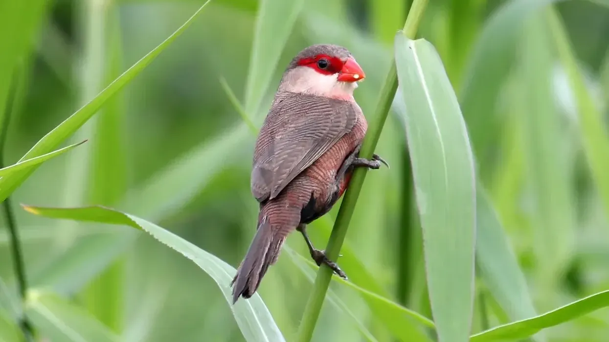 One of the interesting common waxbill facts is that this bird has twitter and buzzing calls and a distinctive high-pitched sound.
