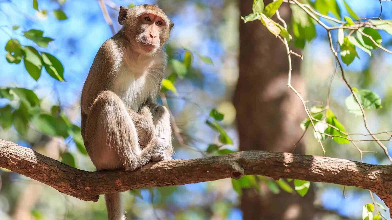 One of the interesting crab-eating macaque facts is that despite their common name 'crab eating macaque', crabs are not actually an essential part of their diet
