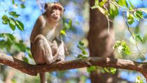 One of the interesting crab-eating macaque facts is that despite their common name 'crab eating macaque', crabs are not actually an essential part of their diet