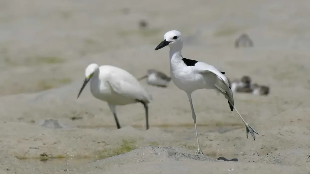 One of the interesting crab plover facts is that although related to waders, these birds with long legs are distinctive enough to have their own family Dromadidae