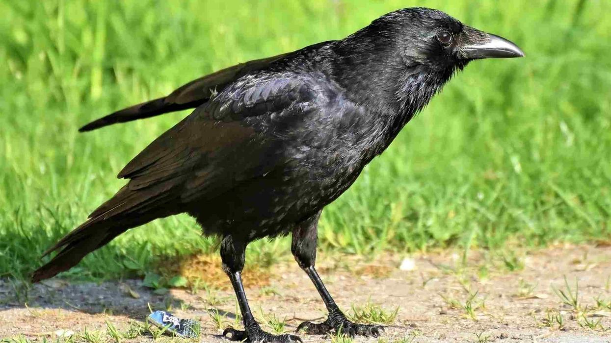 One of the interesting crow facts is that they have thick beaks also termed as bills.