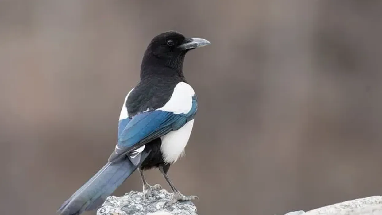 One of the interesting Eurasian magpie facts is that they have a small colorful body.