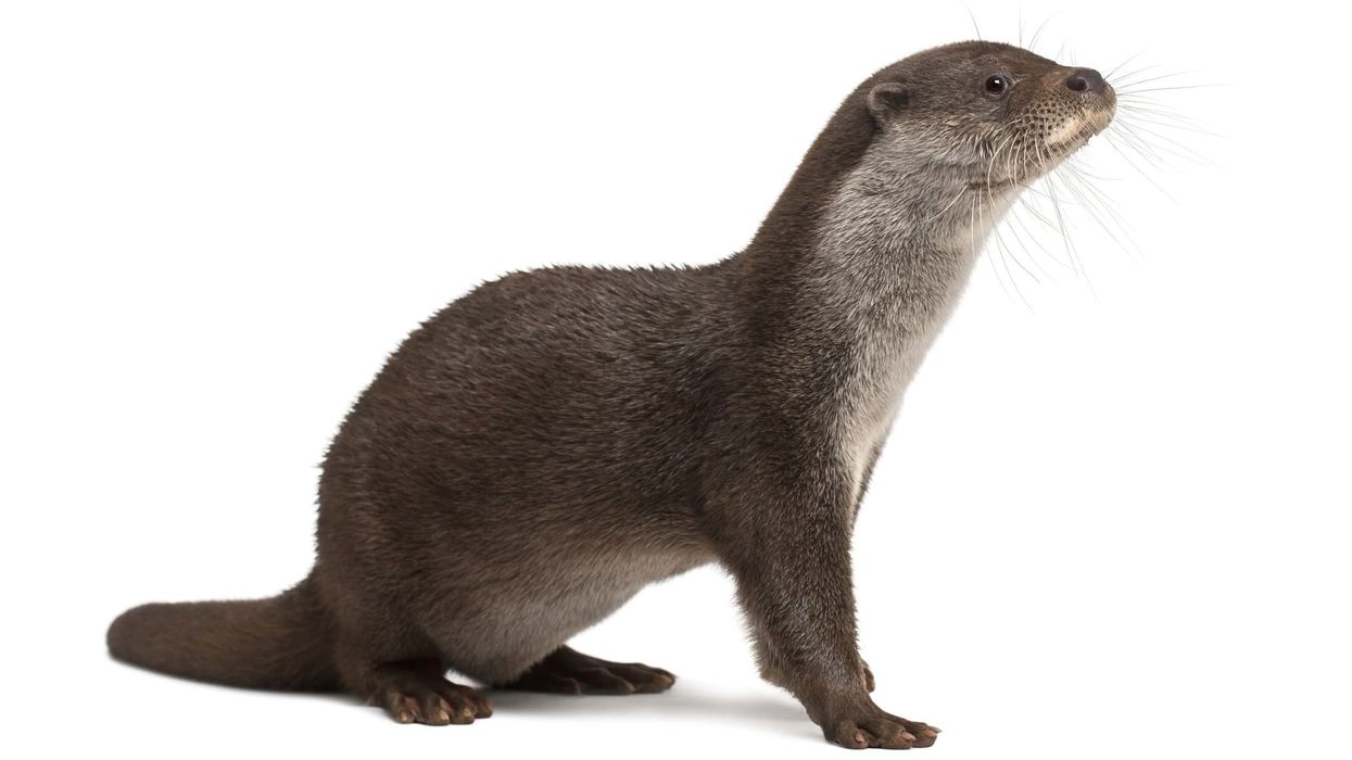 One of the interesting Eurasian otter facts is that it has a long, slender body with short fur and webbed feet.