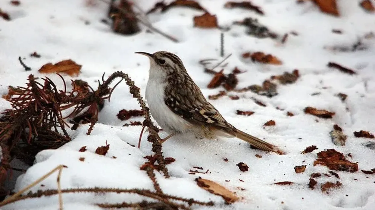 One of the interesting Eurasian treecreeper facts is that they are migratory birds also found in northern Norway.