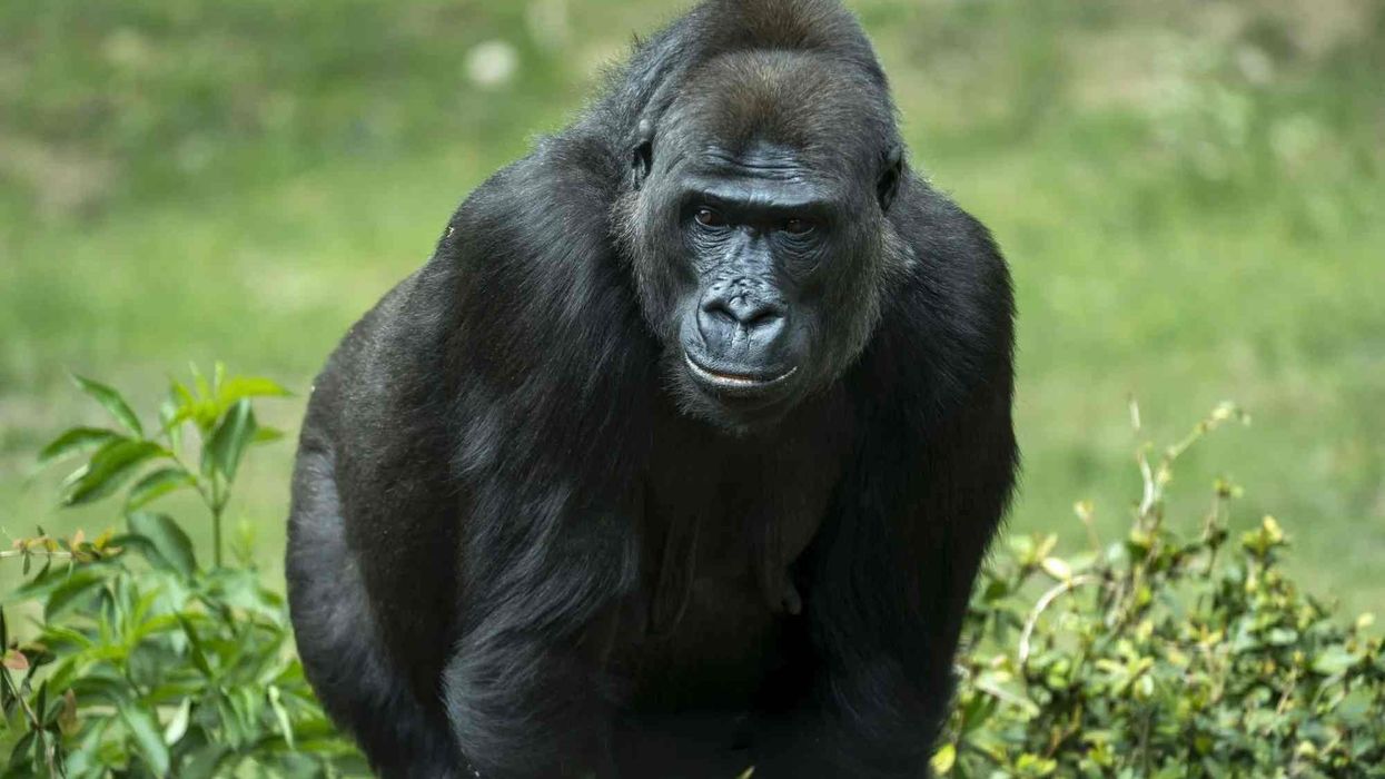One of the interesting gorilla ape facts is that adult males tend to develop silver backs.