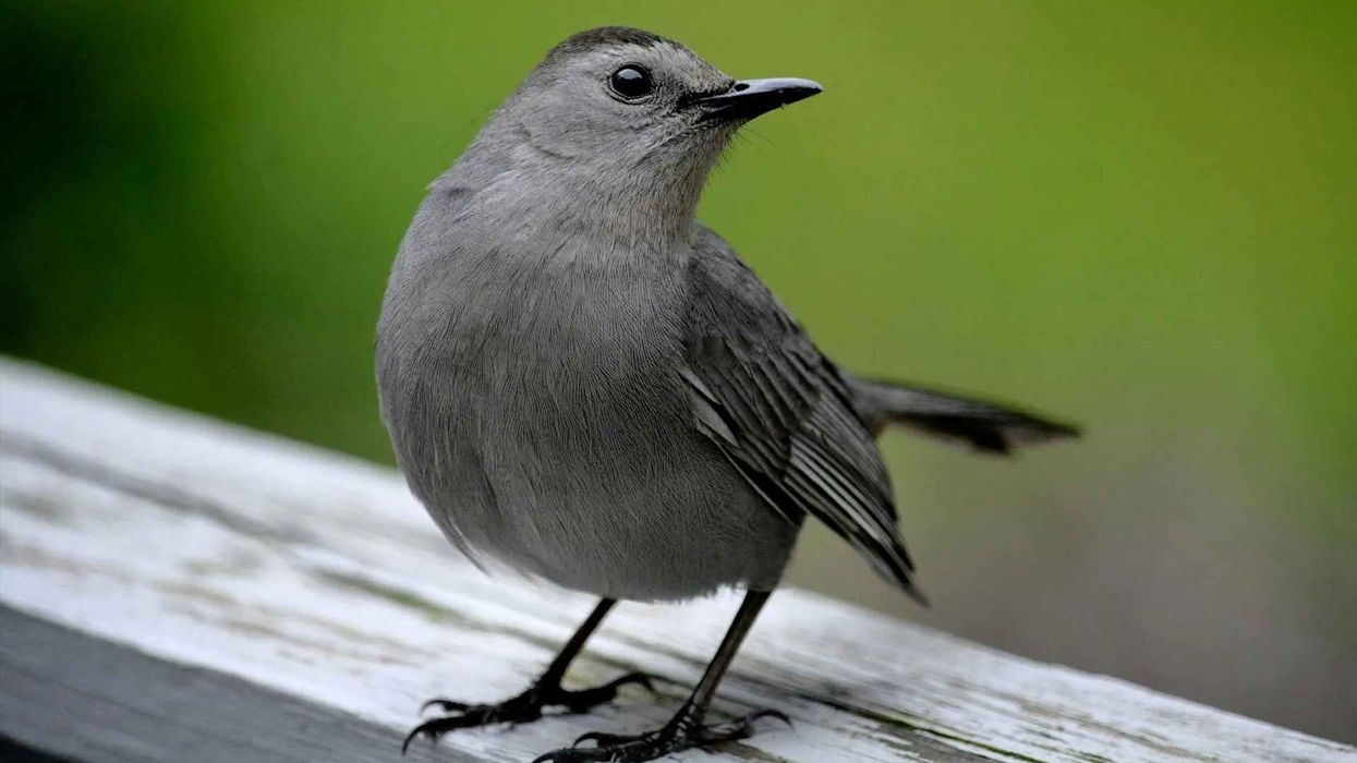One of the interesting gray catbird facts is that it has a black cap and black tail.