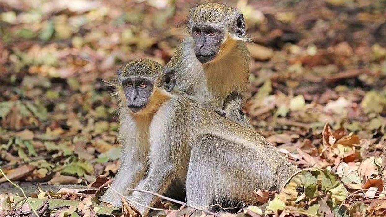 One of the interesting green monkey facts is that they are named for their green-tinted golden fur.