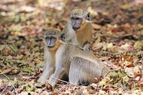 One of the interesting green monkey facts is that they are named for their green-tinted golden fur.