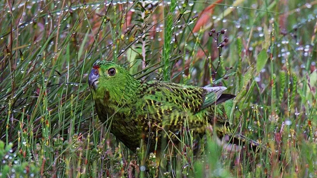 One of the interesting ground parrot facts is that it is a ground-dwelling bird that is often camouflaged by vegetation.
