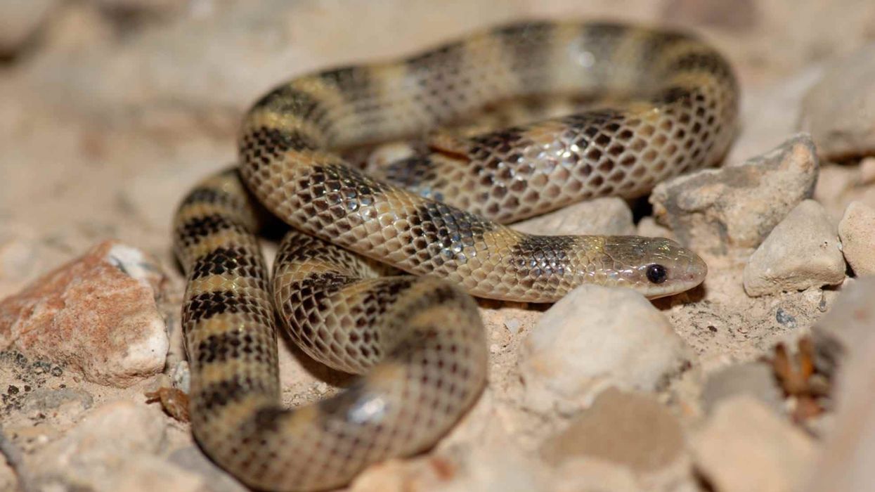 One of the interesting ground snake facts is that its head is barely broader than its neck and body.