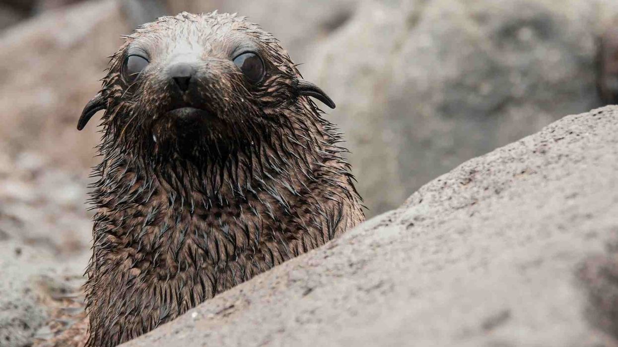 One of the interesting Guadalupe fur seal facts is that, unlike true seals, it has visible ear flaps.