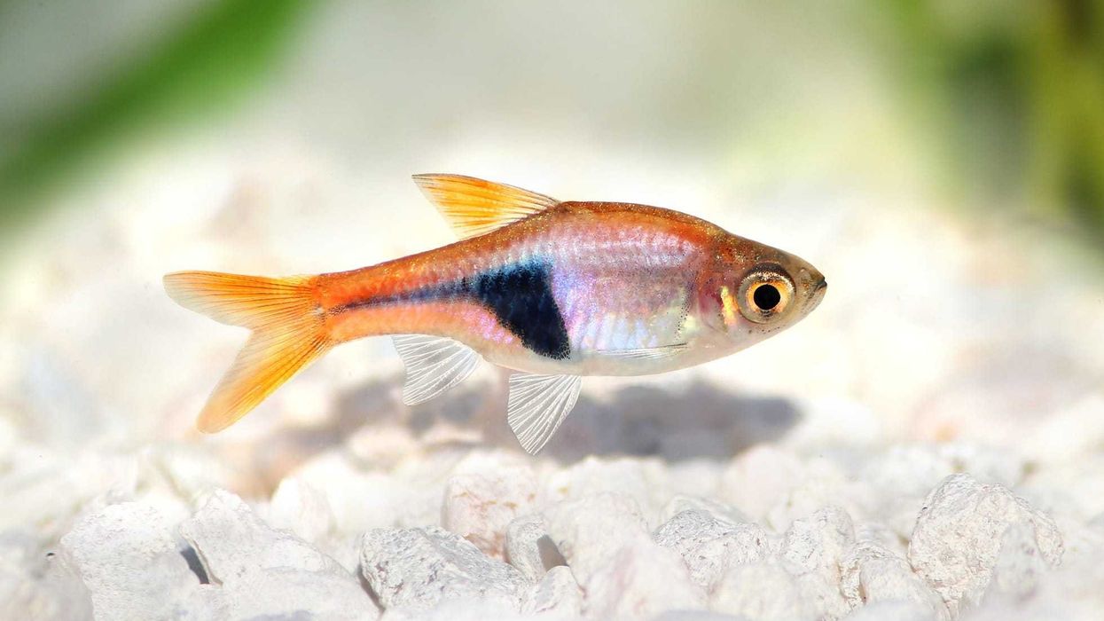 One of the interesting harlequin rasbora facts is that they are native to Southeast Asia