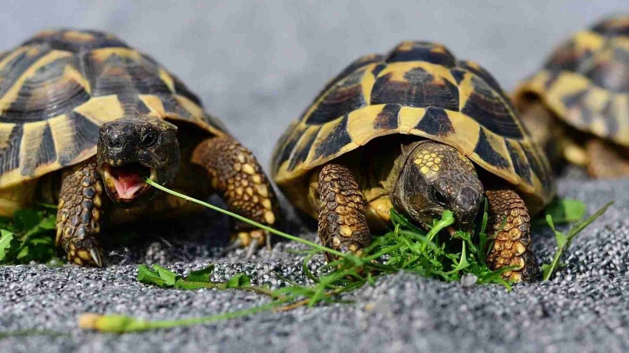 One of the interesting Hermann's Tortoise facts is that they have beautiful yellow and black shells.