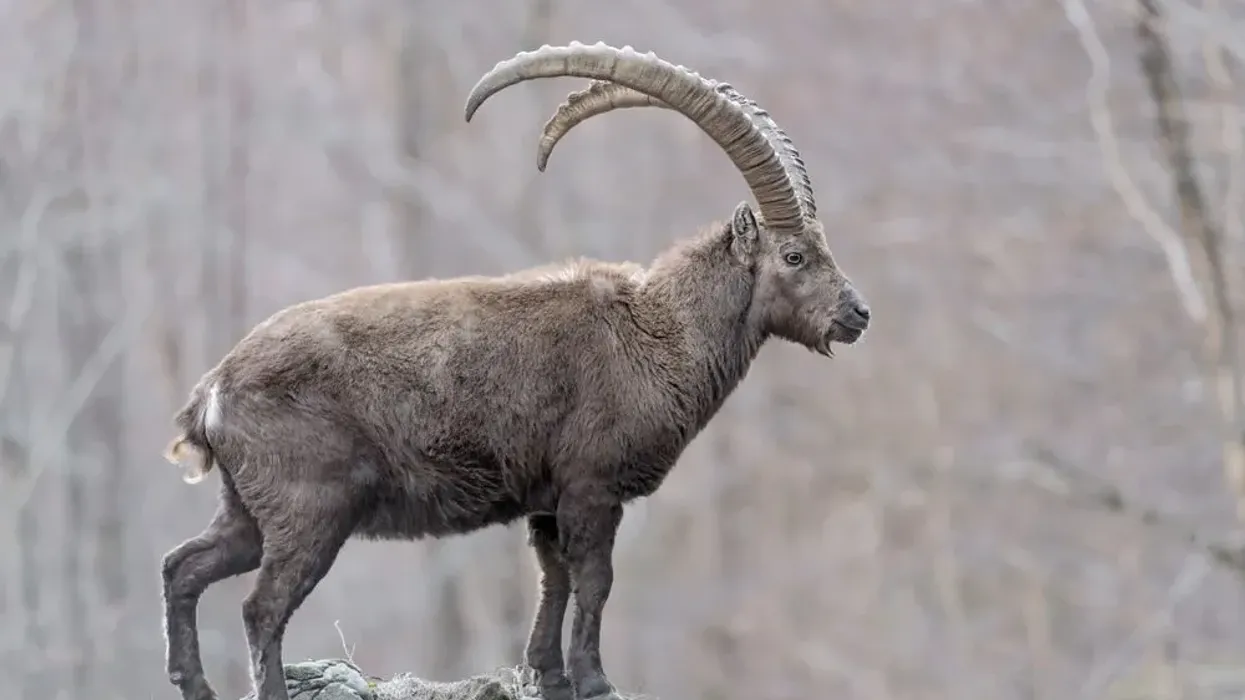 One of the interesting ibex facts is that they have long horns on their heads.
