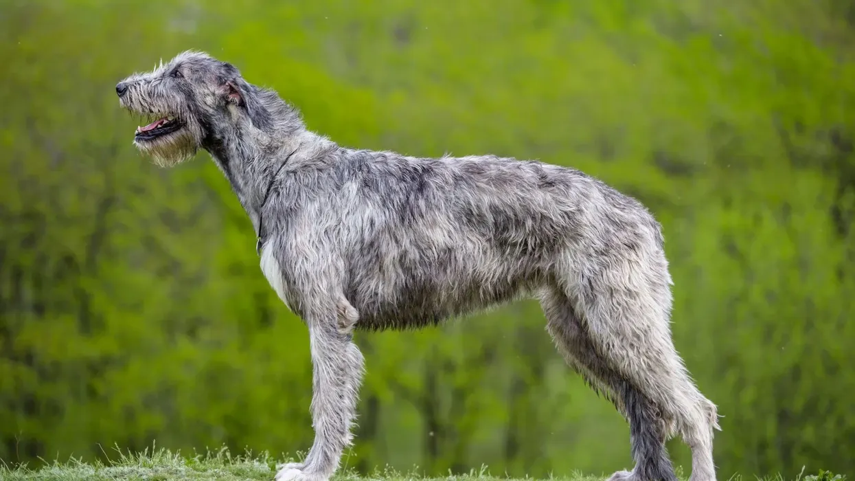 One of the interesting Irish Wolfhound facts is that Ireland raised armies of this dog breed to fight wars and for dog sports.