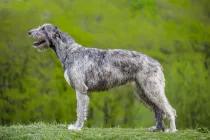 One of the interesting Irish Wolfhound facts is that Ireland raised armies of this dog breed to fight wars and for dog sports.