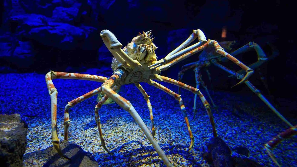 One of the interesting Japanese spider crab facts is that they are primarily nocturnal beings.