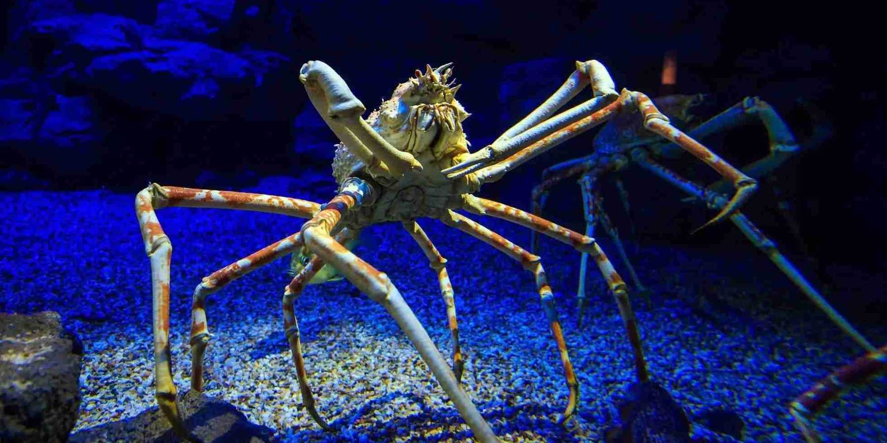 One of the interesting Japanese spider crab facts is that they are primarily nocturnal beings.