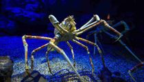 One of the interesting Japanese spider crab facts is that they are primarily nocturnal beings.