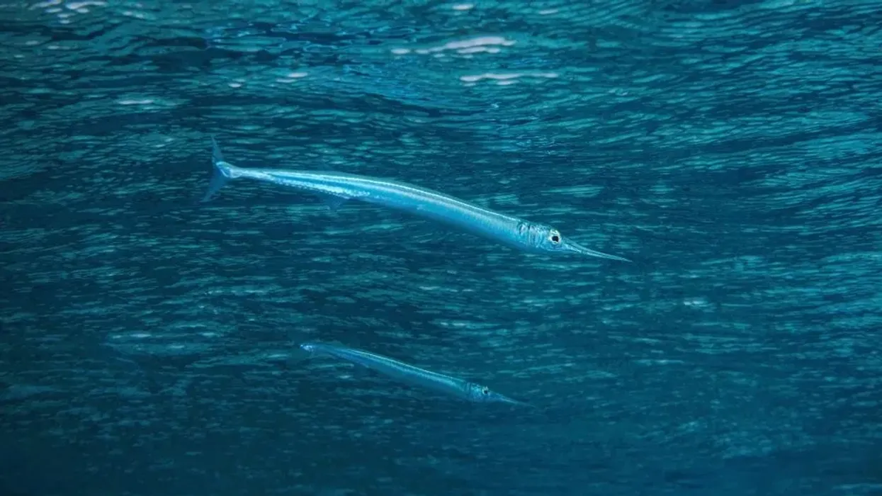 One of the interesting Keeltail Needlefish facts is that it lives close to the surface in offshore waters.