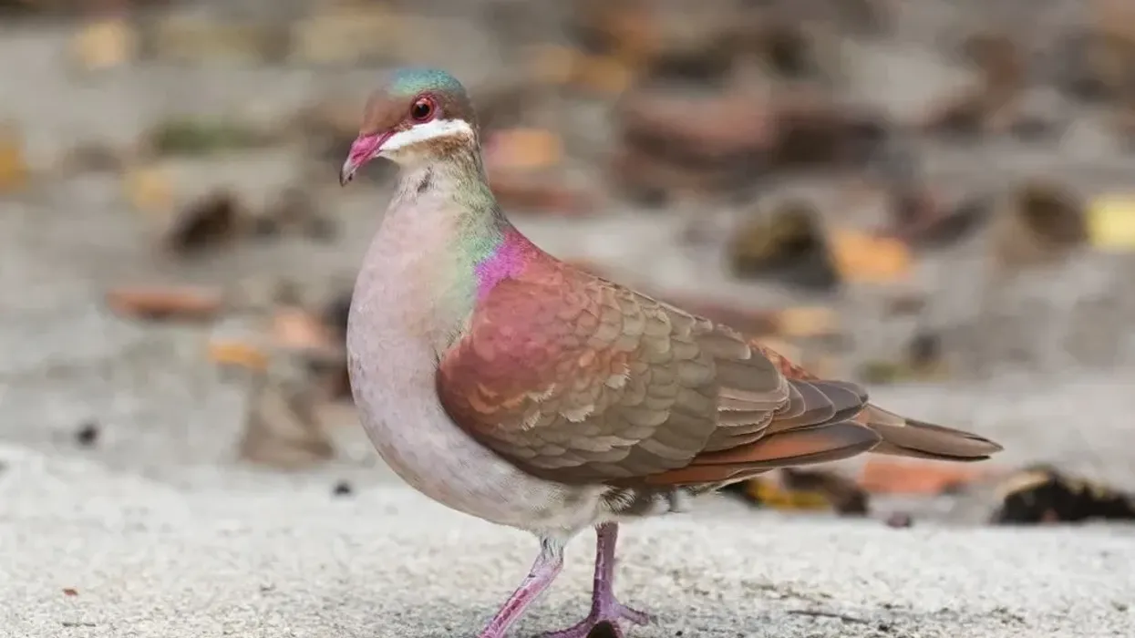 One of the interesting Key West Quail-Dove facts is that it has iridescent colors on its head, wings, and back.