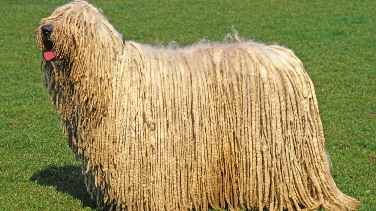 One of the interesting Komondor facts is that its corded coat resembles dreadlocks that make it look like a mop.