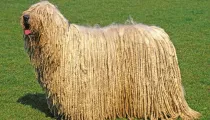 One of the interesting Komondor facts is that its corded coat resembles dreadlocks that make it look like a mop.