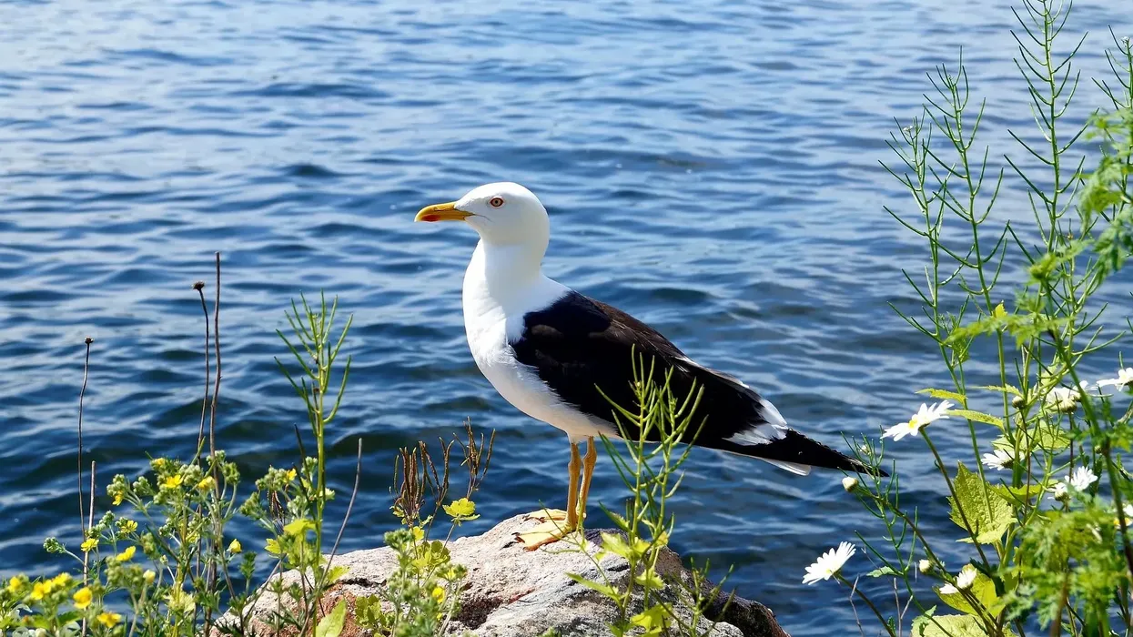 One of the interesting lesser black-backed gull facts is that its voice is similar to that of the herring gull.