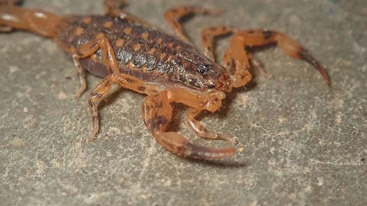 One of the interesting lesser brown scorpion facts is that earlier they were found only in Asia, but now they have been introduced to many parts of the world.