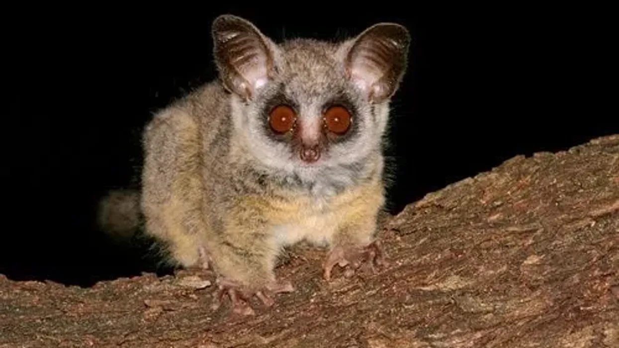 One of the interesting lesser bushbaby facts is that they are the same size as a squirrel.