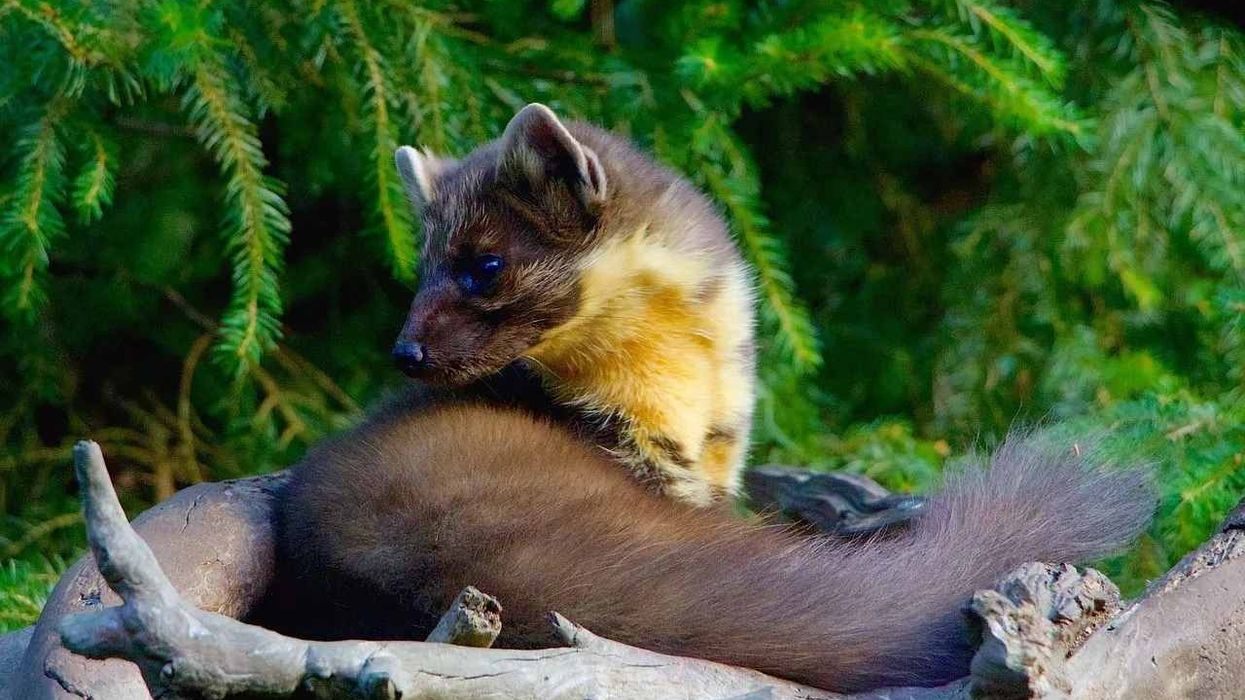 One of the interesting marten facts is that an American marten has large eyes with a triangular head.