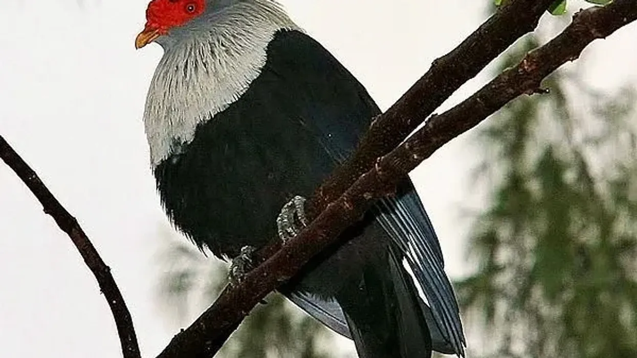 One of the interesting Mauritius blue pigeon facts is that before it became an extinct Mauritian bird, it was once widespread in the forests of Mauritius.