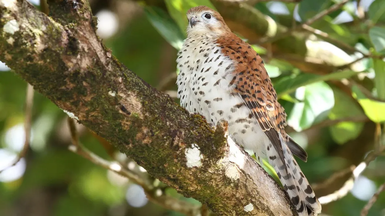 One of the interesting Mauritius kestrel facts is that they were the most endangered bird of prey species with only four surviving birds in 1974.