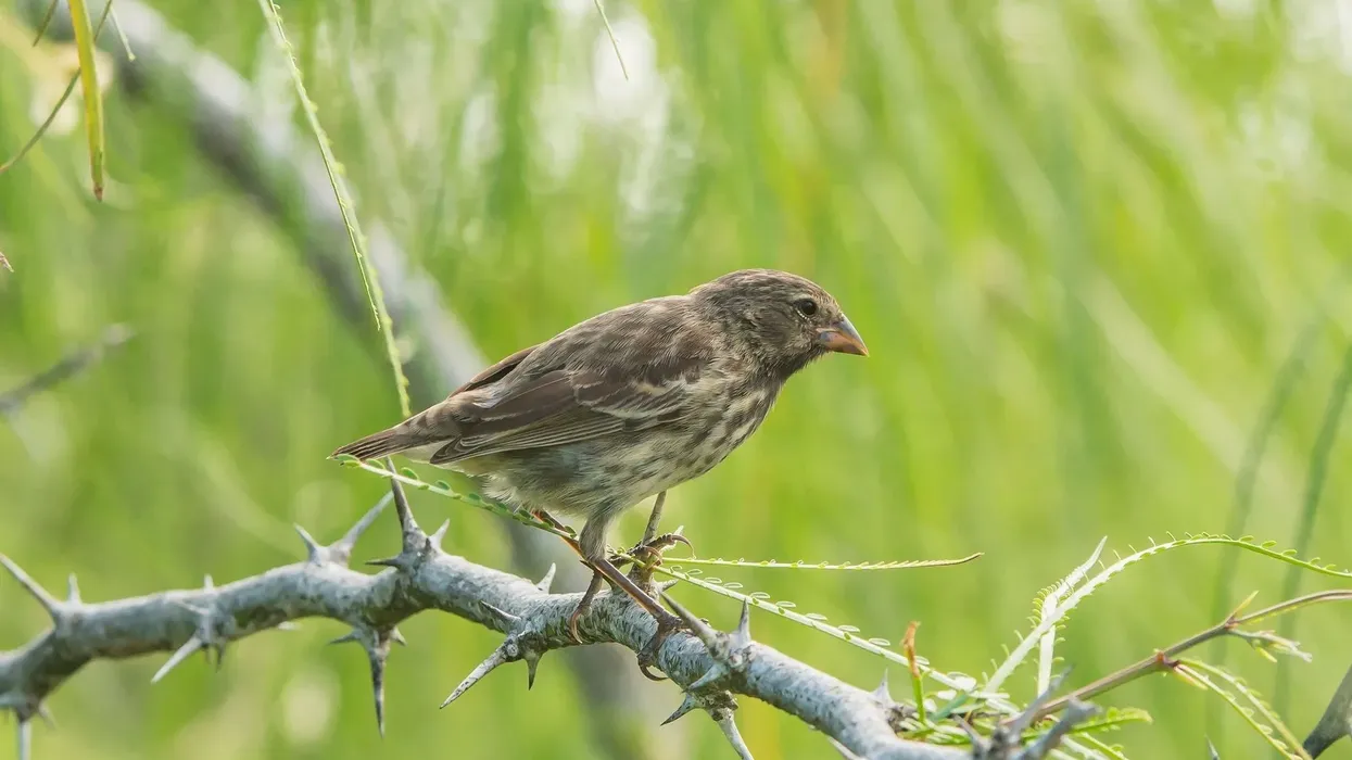 One of the interesting medium tree finch facts as it is found only on Floreana Island.