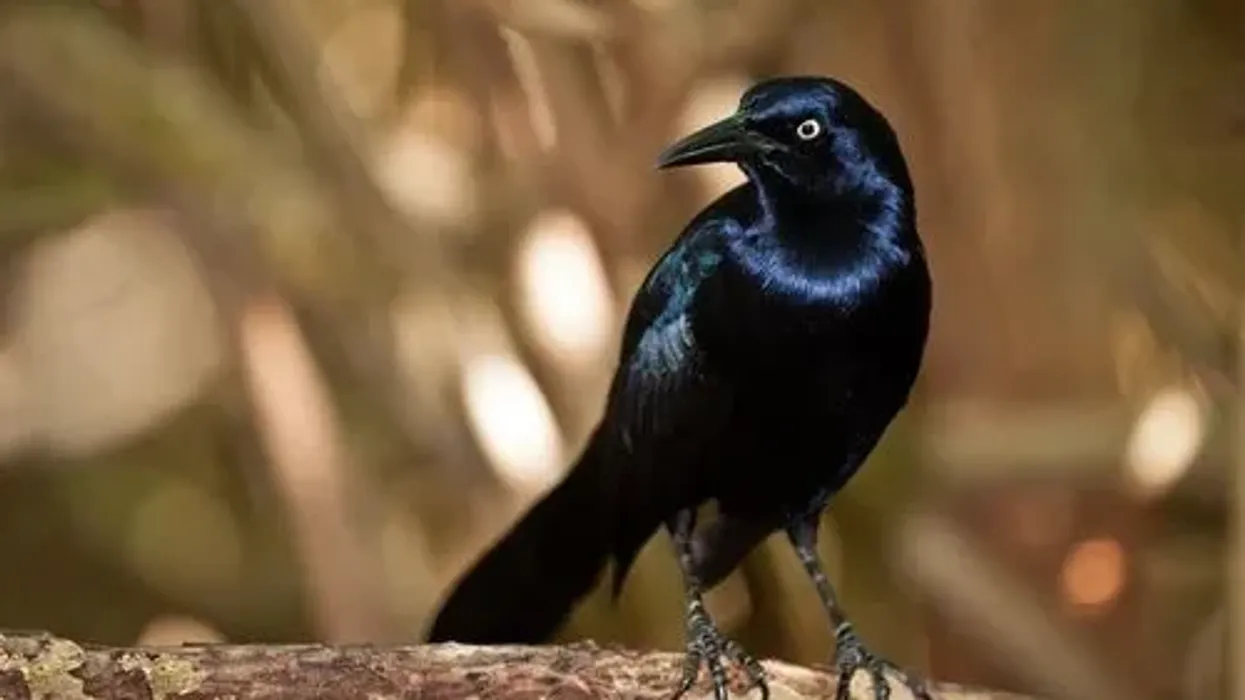 One of the interesting melodious blackbird facts is that its range got expanded due to deforestation.