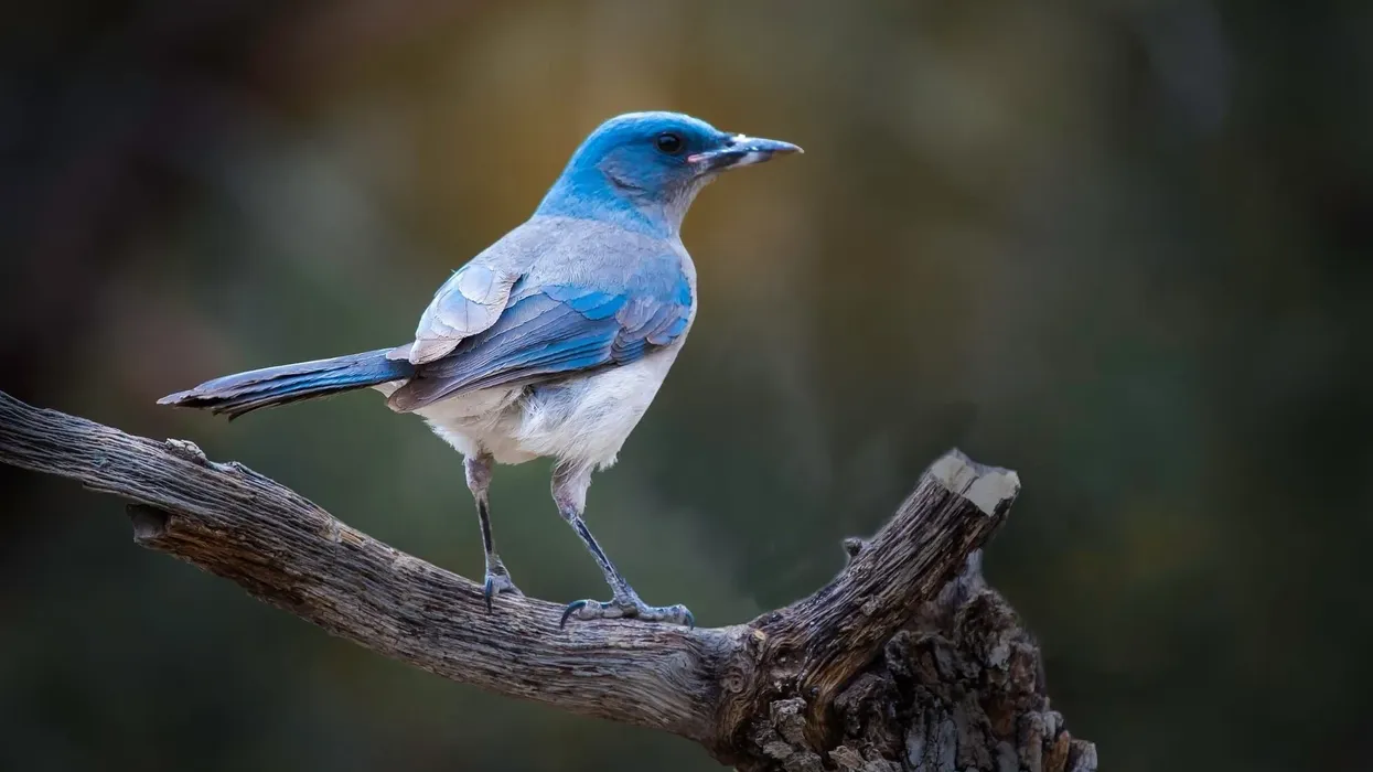 One of the interesting Mexican jay facts is that this jay species looks like a small blue gray crow in photos, characterized by its gray underparts and black bill.