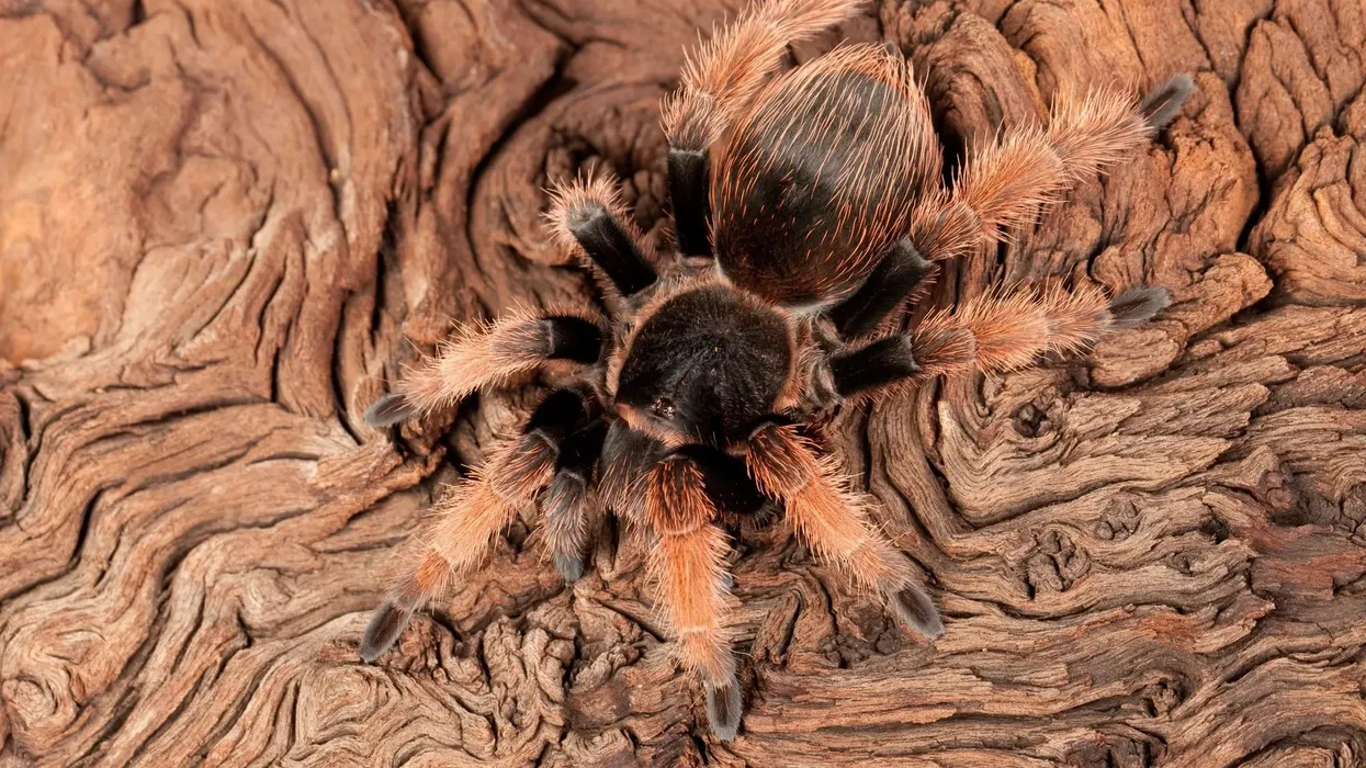 One of the interesting Mexican pink tarantula facts is that it is the rarest of its genus.