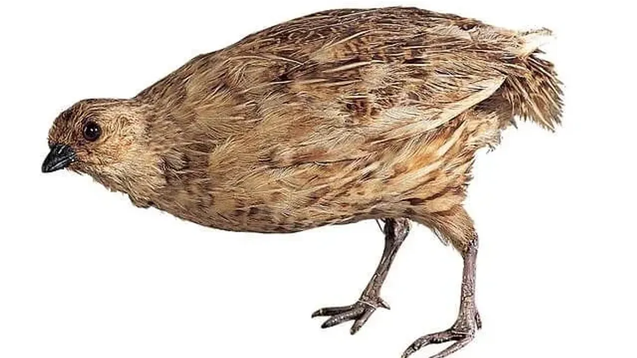 One of the interesting New Zealand quail facts is that they are extinct.