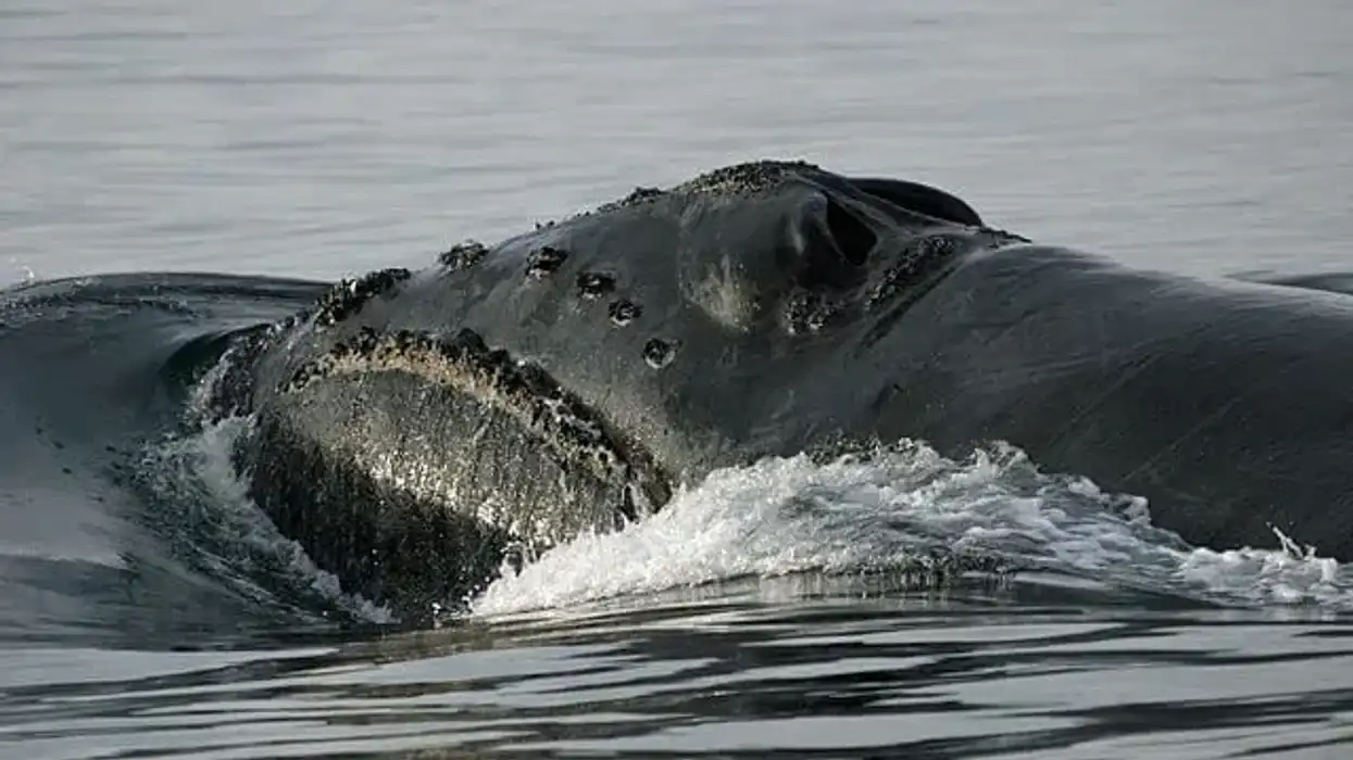 One of the interesting North Pacific right whale facts is that its head is almost one-third of its total body length.